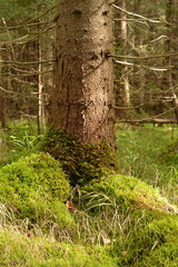 Large spruce and moss below in the forest