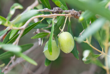 olives growing on a tree