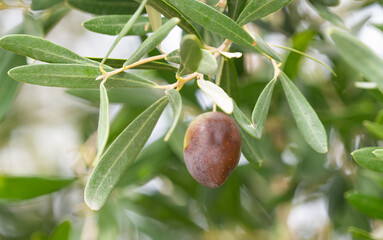 olives growing on a tree