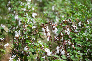 field of ripe cotton ready