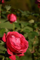 Beautiful pink roses on a bush in the garden