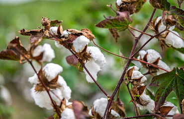 field of ripe cotton ready