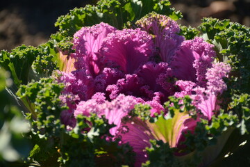 Beautiful curly ornamental green pink cabbage (brassica oleracea) close-up