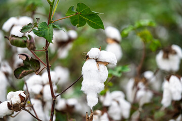 field of ripe cotton ready