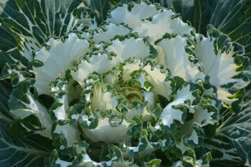 Ornamental white green cabbage (brassica oleracea) close up