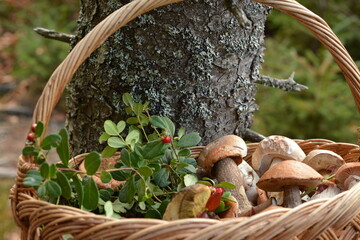 A basket with mushrooms and forest berries hangs on a bitch of a large tree in the forest © Olena