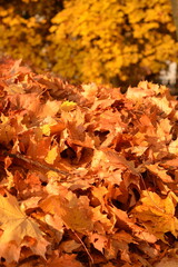 A bunch of their dry maple leaves in the park in the fall
