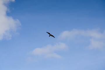 a peregrine falcon (Falco peregrinus, duck hawk) in flight