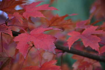 Red leaves of maple on a tree on a cloudy autumn day