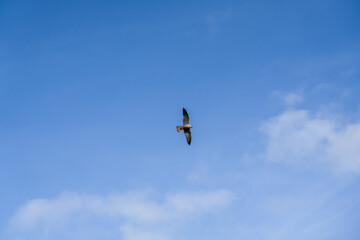 a peregrine falcon (Falco peregrinus, duck hawk) in flight