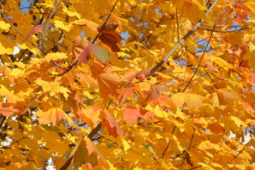 Maple tree with yellow and red leaves in the fall