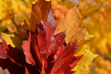 Red and yellow leaves in the autumn bouquet