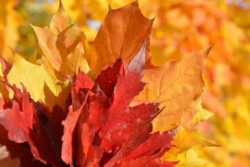 Autumn yellow red bouquet on a yellow background