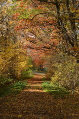 Beautiful autumn landscape with colorful trees, green grass and fallen leaves