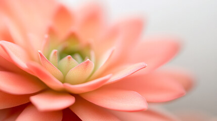 Fototapeta premium A close-up macro shot of delicate flora in full bloom, showcasing each petalâ€™s intricate texture and the subtle gradient of colors from pale green to vibrant pink. The shallow depth of field gently