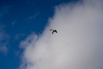 a peregrine falcon (Falco peregrinus, duck hawk) in flight