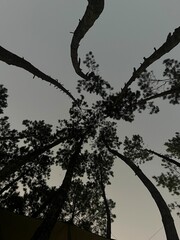 Pine trees around us