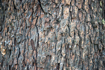 Bark pattern is seamless texture from tree.
