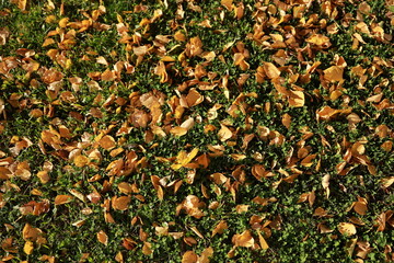 Orange leaves are scattered on the lawn, lit by sunlight. Autumn time. Natural background.