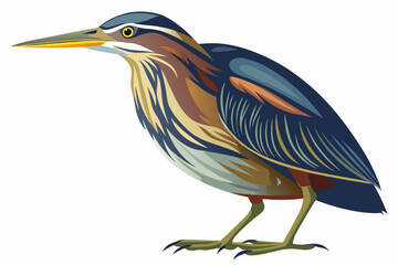  American bittern isolates on a white background.