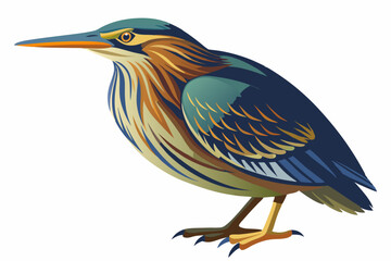  American bittern isolates on a white background.