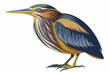  American bittern isolates on a white background.