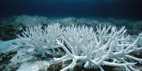 Obraz premium Bleached Coral Reef Impacted by Rising Ocean Temperatures