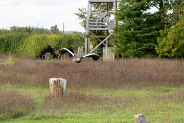close-up of a Stellar's sea eagle (white-shouldered eagle, Pacific sea eagle, Haliaeetus pelagicus)...