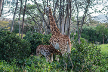 A giraffe - Giraffa camelopardalis - strolls across acacia, Giraffe Manor, Kenya