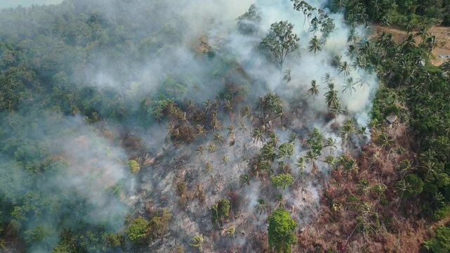 Global warming fuels devastating rainforest fire global warming catastrophic fires in tropical forests. Rainforest in fire climate change rising global temperatures intensify forest fires.