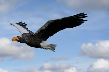 close-up of a Stellar's sea eagle (white-shouldered eagle, Pacific sea eagle, Haliaeetus pelagicus) in flight
