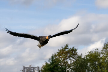 close-up of a Stellar's sea eagle (white-shouldered eagle, Pacific sea eagle, Haliaeetus pelagicus) in flight