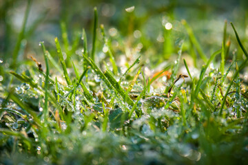 frozen grass with dew drops at a november morning