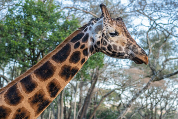 A giraffe - Giraffa camelopardalis - strolls across acacia, Giraffe Manor, Kenya