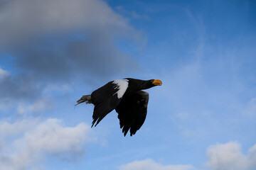 close-up of a Stellar's sea eagle (white-shouldered eagle, Pacific sea eagle, Haliaeetus pelagicus)...