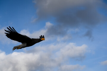 close-up of a Stellar's sea eagle (white-shouldered eagle, Pacific sea eagle, Haliaeetus pelagicus) in flight