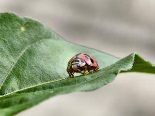 Coccinella transversalis beetle on chili leaves	