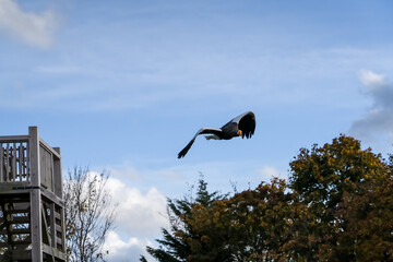 close-up of a Stellar's sea eagle (white-shouldered eagle, Pacific sea eagle, Haliaeetus pelagicus) in flight