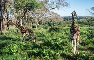 A giraffe - Giraffa camelopardalis - strolls across acacia, Giraffe Manor, Kenya