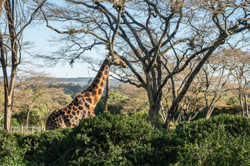 A giraffe - Giraffa camelopardalis - strolls across acacia, Giraffe Manor, Kenya