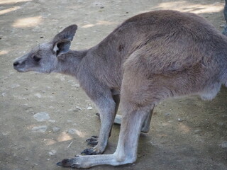 日陰で休むオオカンガルー