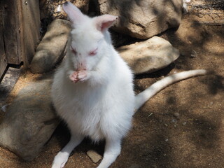アルビノのベネットワラビーの赤ちゃん