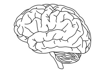 Dibujo de cerebro humano con cerebelo