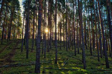 Wald - Sonnenstrahlen - Beautiful - Rays - Sunlight - Forest - Green - Silent - Summer - Morning - Landscape - Scenic - Woodland - Nature - Concept - Ecology - Environment - Autumn