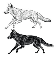 Black and white vector illustration coyote run