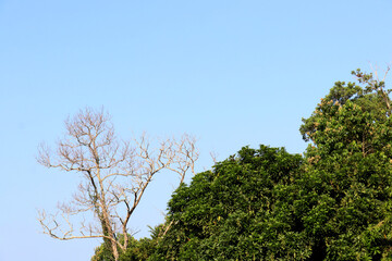 Photo of a bright blue sky and trees in a tropical forest