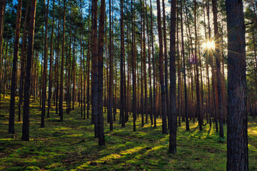 Wald - Sonnenstrahlen - Beautiful - Rays - Sunlight - Forest - Green - Silent - Summer - Morning - Landscape - Scenic - Woodland - Nature - Concept - Ecology - Environment - Autumn