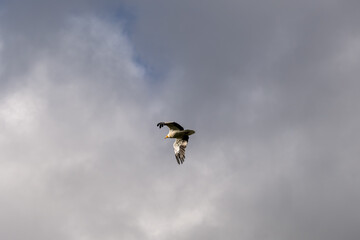 Egyptian Vulture (Neophron percnopterus, Alimoche Común) in flight