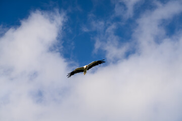 Close-up of Egyptian Vultures (Neophron percnopterus, Alimoche Común) in flight