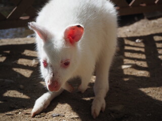 アルビノのベネットワラビーの赤ちゃん